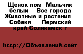 Щенок пом. Мальчик белый  - Все города Животные и растения » Собаки   . Пермский край,Соликамск г.